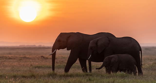 特集：ワンダー・オブ・アニマルズの写真