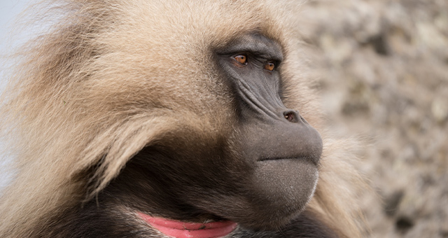 モンキー・ウォーズ／炎上！ハーレムの戦いの写真