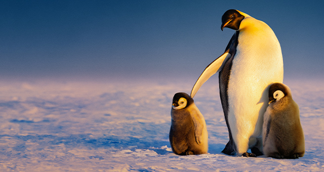 アースデイ WITH ナショナル ジオグラフィックの写真