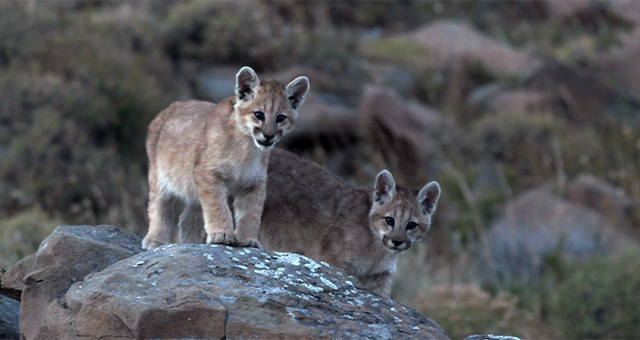 【ワイルド ネイチャー プラス】特集：ワイルドな母の日の写真