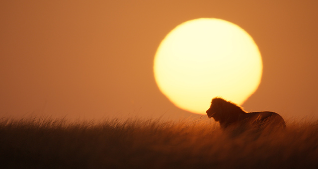 LION -王国の物語-の写真