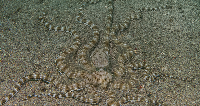 深海の巨獣の写真