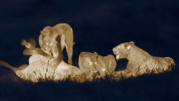 初公開！知られざる夜のライオンの写真