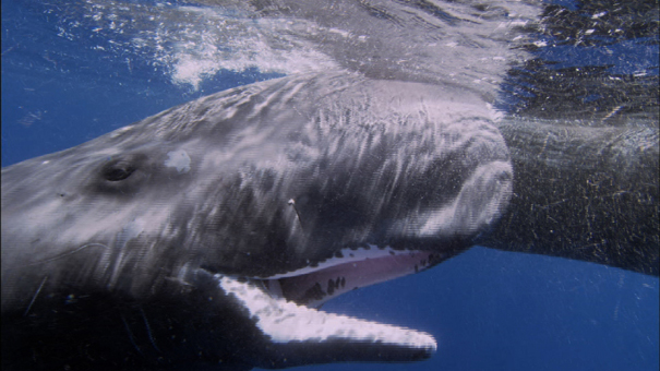 巨大イカ VS マッコウクジラの写真