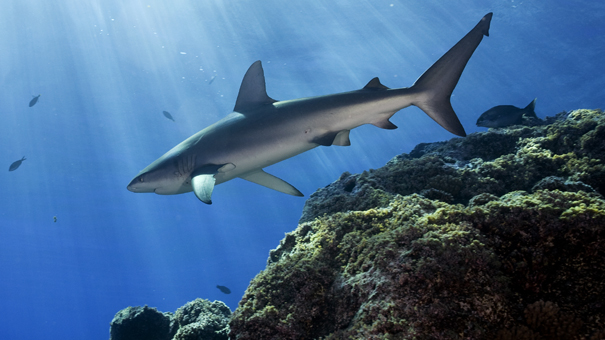 イースター島：失われたサメの写真