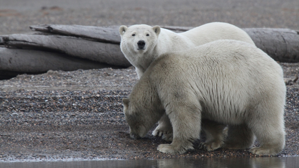 アラスカを生き抜く動物たちの写真