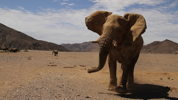 砂漠を生きるゾウの写真