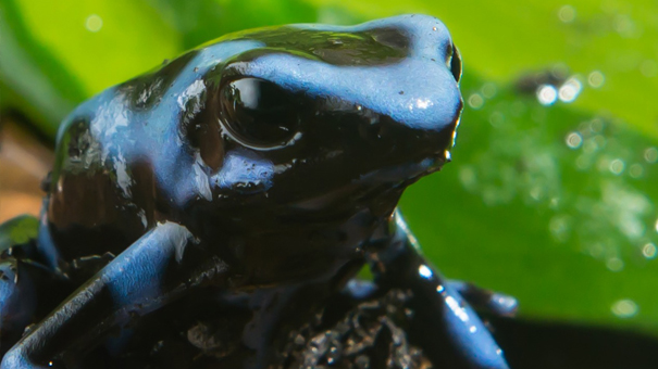 知られざるカエルの世界の写真