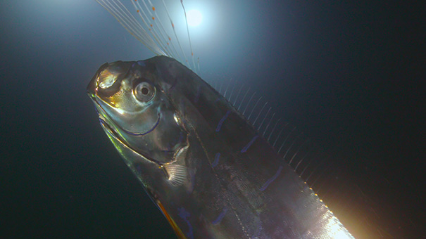 幻の深海魚 リュウグウノツカイの写真