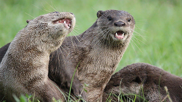 カワウソ家族:2つの運命の写真
