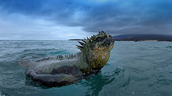 世界大自然紀行：ガラパゴスの写真