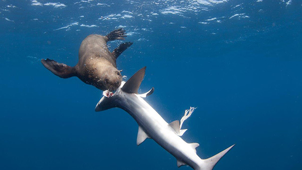 対 サメ シャチ 【動画】ホホジロザメを食べるシャチ、狙いは肝臓