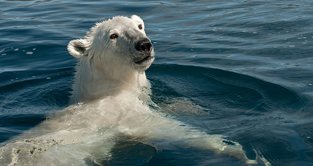 ナショナルジオグラフィックDVD。クマの島。アラスカに生きる。北極の四季。その②