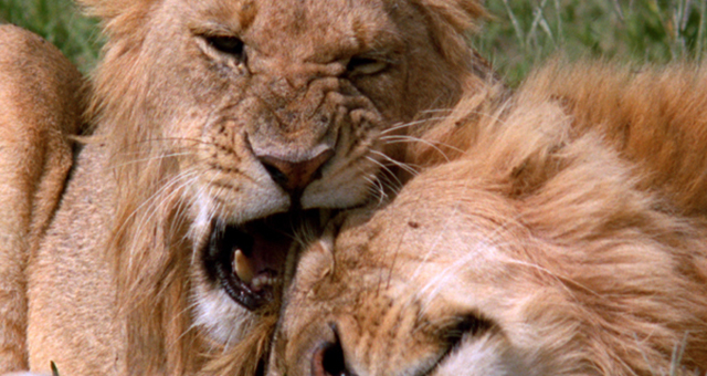 百獣の王ライオン ～トップの座を巡る闘い～の写真