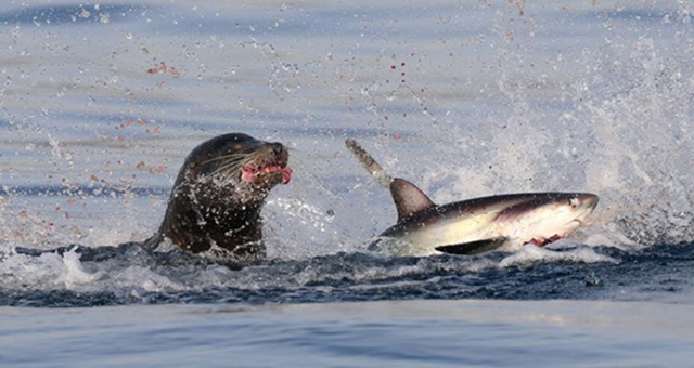 海の王者決定戦：サメ vs 捕食動物の写真