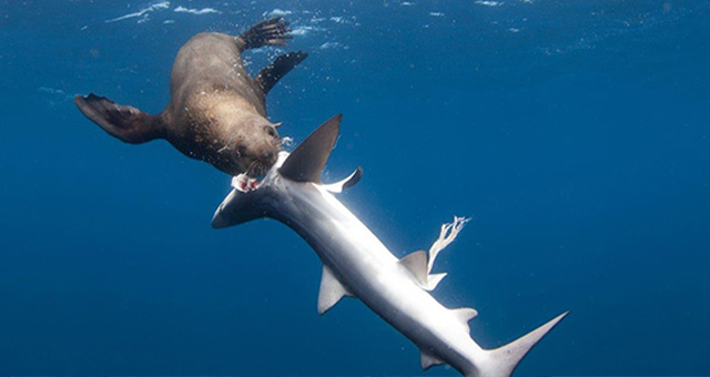対決！サメ vs 海の捕食者の写真