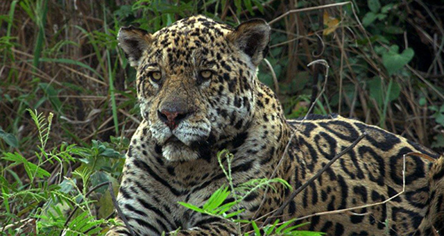 大湿原パンタナール：ジャガー vs ワニの写真