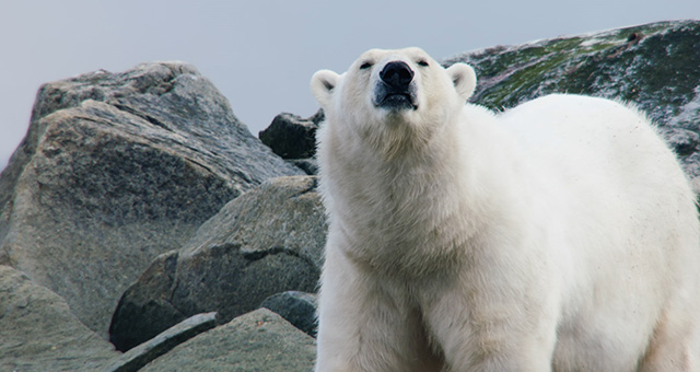 世界大自然紀行：北極圏の写真