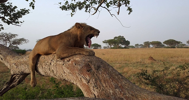 ウガンダの木登りライオンの写真