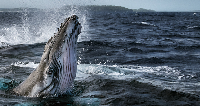 クジラと海洋生物たちの社会の写真