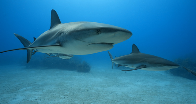 超絶スペック：サメの恐るべき能力の写真