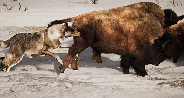 【ワイルド ネイチャー】特集：野生の捕食者たちの写真