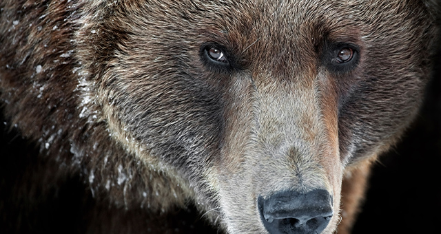 ザ・プレデター2 ～仁義なき戦い～の写真