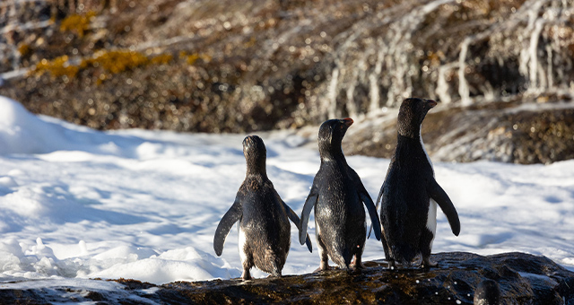 【ワイルド ネイチャー プラス】特集：南極の世界の写真