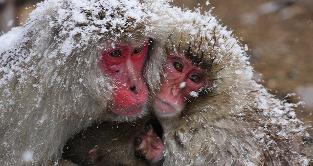 特集：モンキー・ワールドの写真