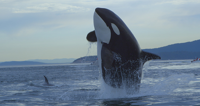 シャチ物語～心優しき海の王者の写真