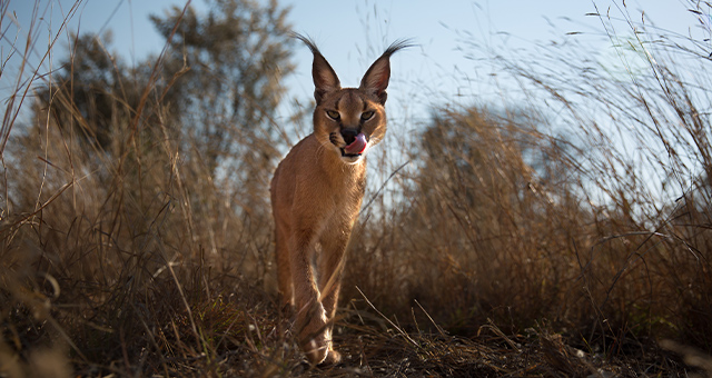 ワイルド・ジーニアス：戦略なくして明日(あす)は無し！の写真