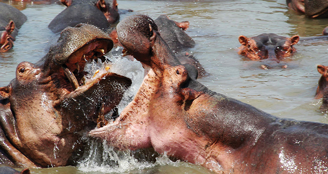 アフリカ・タイタンズ：水域の巨人たちの写真
