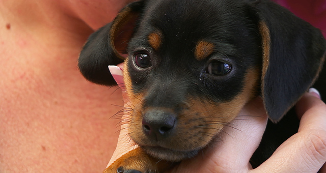 ゴールデン・Dr.ポール・ウィークの写真