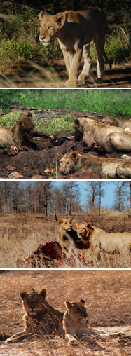 アフリカ 最強ライオン軍団 番組紹介 ナショナル ジオグラフィック Tv