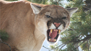 ロッキー山脈に生きるピューマの生態