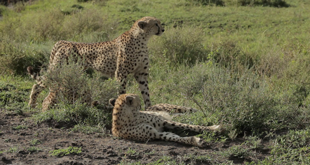 捕食者の死闘：ライオン vs チーター