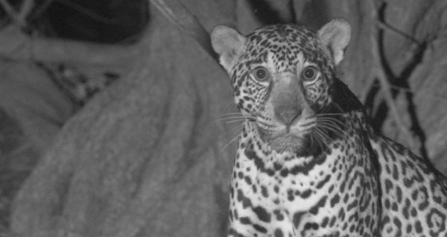 ジャガー：海岸での闘い