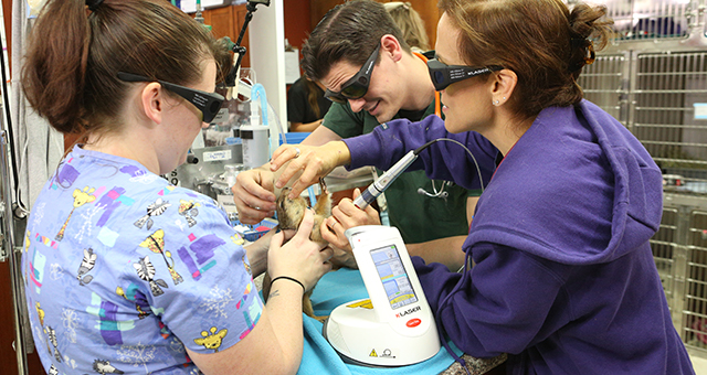 Dr.K エキゾチック動物専門医 3