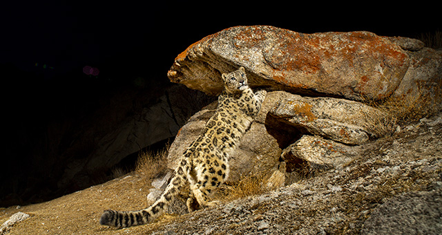 探求！幻のウンピョウ