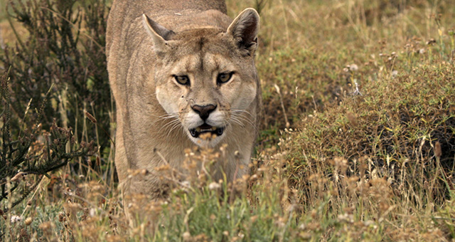 追跡！ピューマの子育て