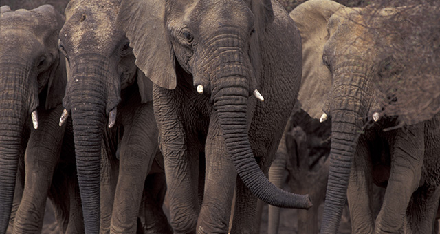 アフリカのビッグ・ファイブ
