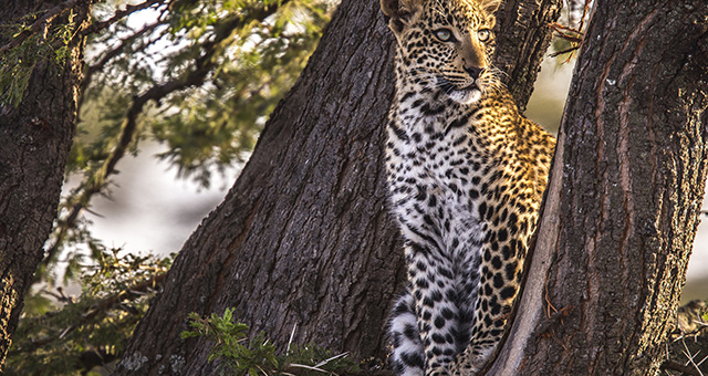 トト：翡翠色の瞳を持つヒョウ