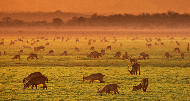 ゴロンゴーザ国立公園 楽園の再生