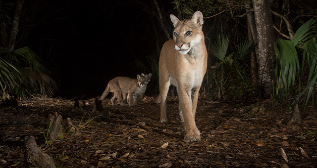 フロリダ最前線！パンサー復活の闘い