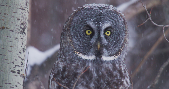 比類なき大自然：アメリカ国立公園 2