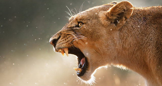 喰らえ！捕食者の必殺ハンティング