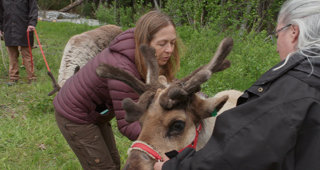 獣医ミシェルのクリスマス・スペシャル