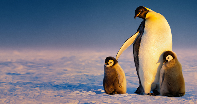 ペンギンのひみつ：過酷な世界を生きる術