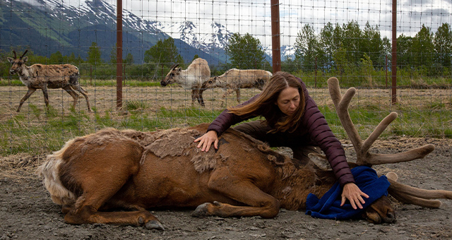 獣医ミシェルの感謝ウィークスペシャル