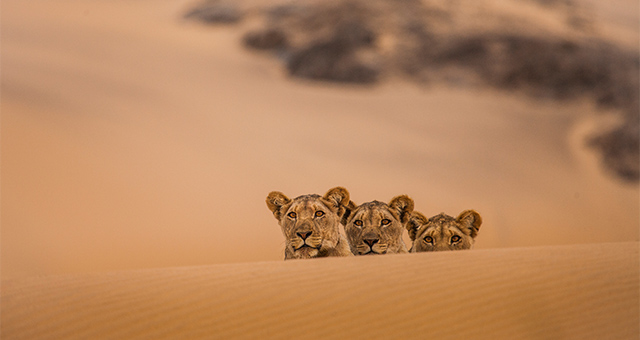 砂漠ライオン：スケルトンコーストのサバイバル